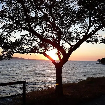 Milo - * Zadar
